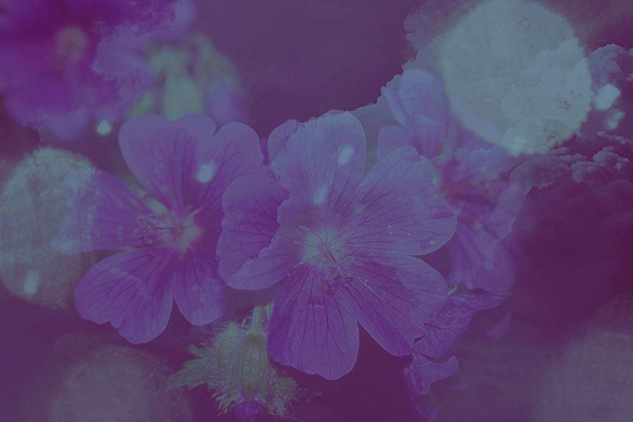 flowers2-Kezia.png
