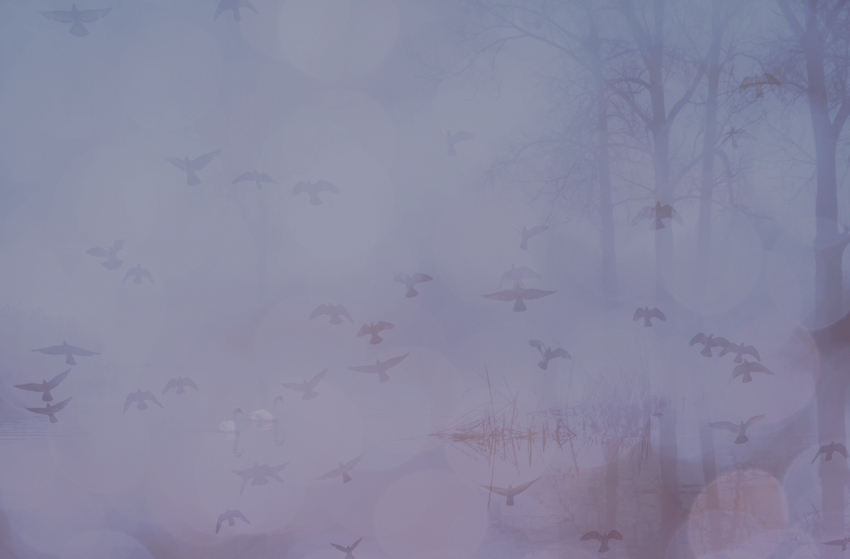 thebirdsbyKezia.png