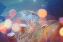 FlowerPower22023Kezia.png
