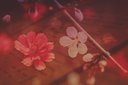 Flowers1Kezia.png