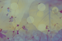 TAGMayflowersbyKezia.png
