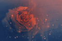 burningrose.png
