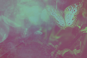 butterflylightsbyKezia.png