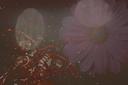 butterflywingsKezia.png