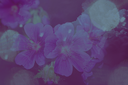 flowers2-Kezia.png