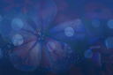 nature1Kezia.png