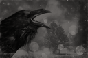 raven2byKezia.png