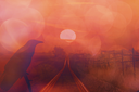 thecrowfliesbykezia.png