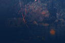 trickortreatKezia.png