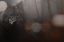 wolves2Kezia2023.png