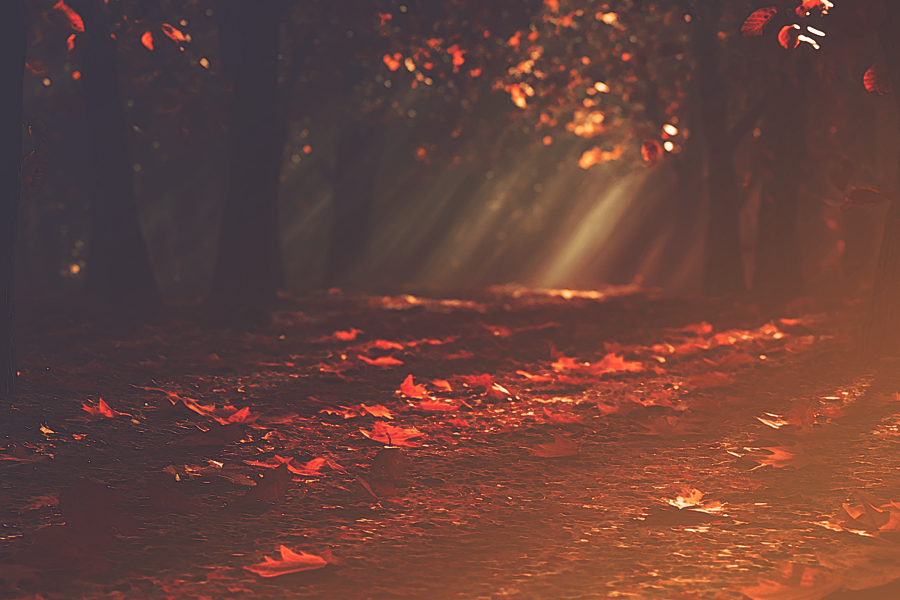 fallforest12024Kezia.png
