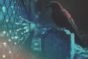 Ravens12024Kezia.png