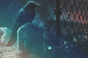 Ravens22024Kezia.png