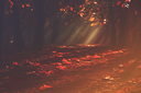 fallforest12024Kezia.png