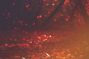 fallforest22024Kezia.png
