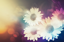 flowerglowup22024Kezia.png